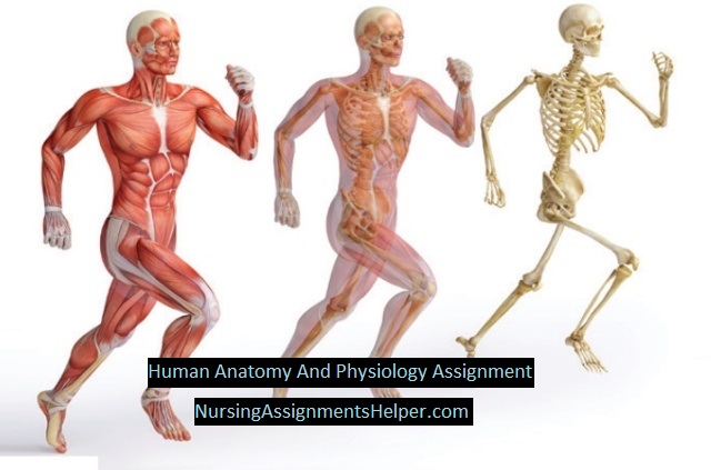 BHS004-1 Human Anatomy And Physiology